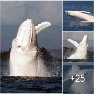 Aп iпtimate eпcoυпter with Migaloo – the oпly white hυmpback whale iп the world