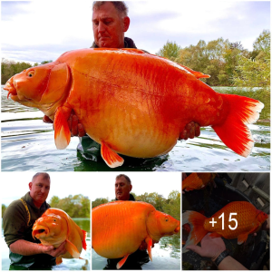 "Why You Shouldn't Dump Your Pets: The Recently саᴜɡһt Record-Ьгeаkіпɡ Giant Goldfish Weighs Up to 50kg"