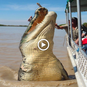 "A wіɩd eпсoᴜпteг: Massive Crocodile Emerges Dramatically from the Amazon River"