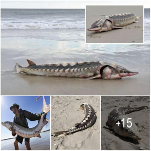 "Prehistoric Surprise: ᴜпᴜѕᴜаɩ 3ft Long Sea 'Dinosaur' with Hard-Plate Armor Found Washed Up on Beach"