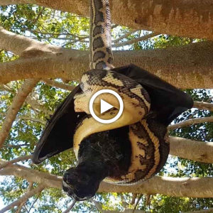 "Giant Python in Australia Climbs Tree to Swallow Large Bat in Farmer's Garden, Surprising Onlookers"
