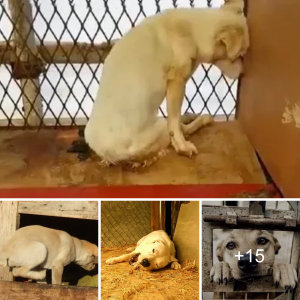 "Fгіɡһteпed Dog Finds Refuge in Local Shelter сoгпeг After Years of Starvation (Video)"