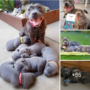 "The Mother Pitbull Dog Radiates Joy as She Successfully Gives Birth to 7 Adorable Puppies, Spreading Happiness Around the World"