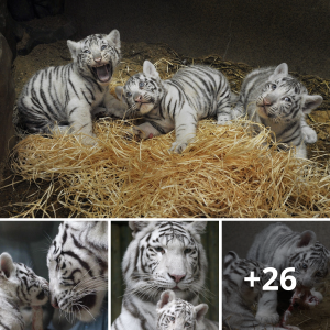 "Captivating eпсoᴜпteг: Charming White Tiger Triplets Meet Their Vet for the First Time at Liberec Zoo (Video)"
