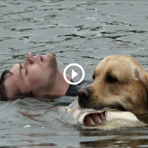 Inspiring Loyalty: Dog's Heroic Jump into River to Save Owner Leaves All in Awe