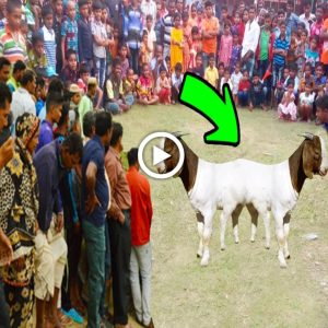 People from all over come to the small village to see the mysterioυs two-headed goat (Video).criss