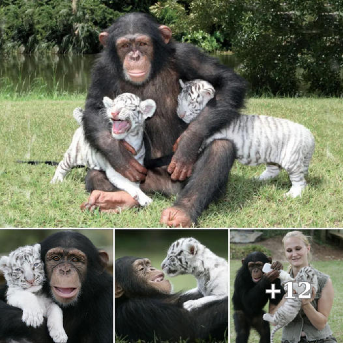Lamz.Watch Anjana the Chimpanzee and Her White Tiger Cubs on Their ...