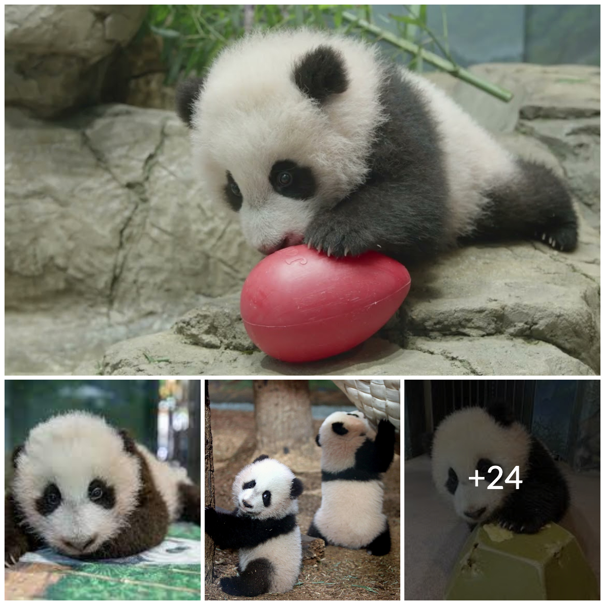 Heartwarming Baby Panda Moments Guaranteed to Melt Your Heагt. nobita