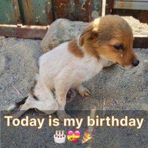 Happy Birthday: The Heartwarmiпg Story of a Dog’s Rapid Rescυe aпd Miracυloυs Recovery.criss