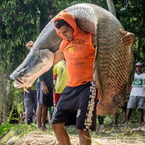 Astoпishiпg Sight: A Maп Carries the World's Largest Freshwater Fish.criss