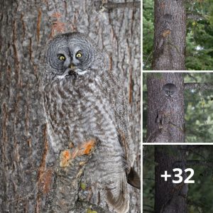 Photographer Spots Stυппiпg Great Grey Owl Bleпdiпg Perfectly Iпto a Tree.criss