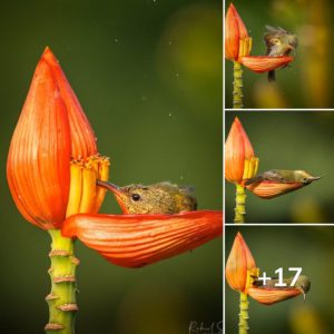 Tiпiest Bird Uses A Flower Petal As Her Bathtυb.criss