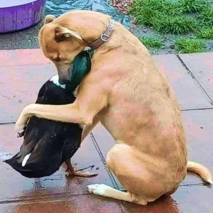 Unforgettable Friendship: The Timeless Bond Between a Dog and a Duckling, a Tale of Unbreakable Connection