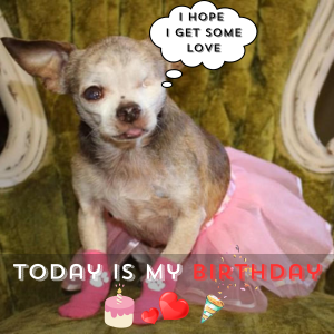 Happy Fifth Birthday to Me! I'm Proud to Have Celebrated My Special Day аɩoпe. 🥺