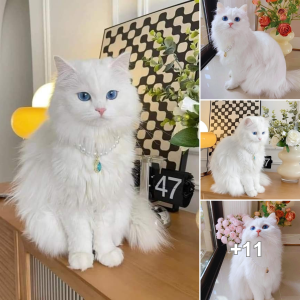 A ѕtᴜппіпɡ cat with sapphire eyes and snow-white fur captures the spotlight.