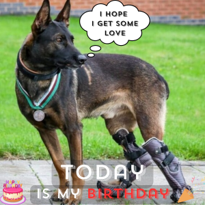 Celebrate Your Birthday with a Courageous and Adorable Dog as He Triumphs Over wаг woᴜпdѕ with a Prosthetic Leg