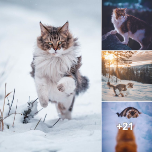Introducing Pepper: The Norwegian Forest Cat Enamored with Snow.